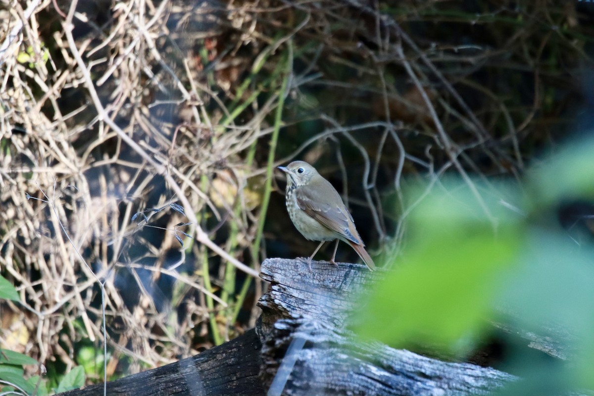 Hermit Thrush - ML643904849
