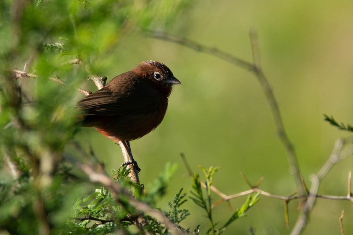 Red-crested Finch - ML643904850