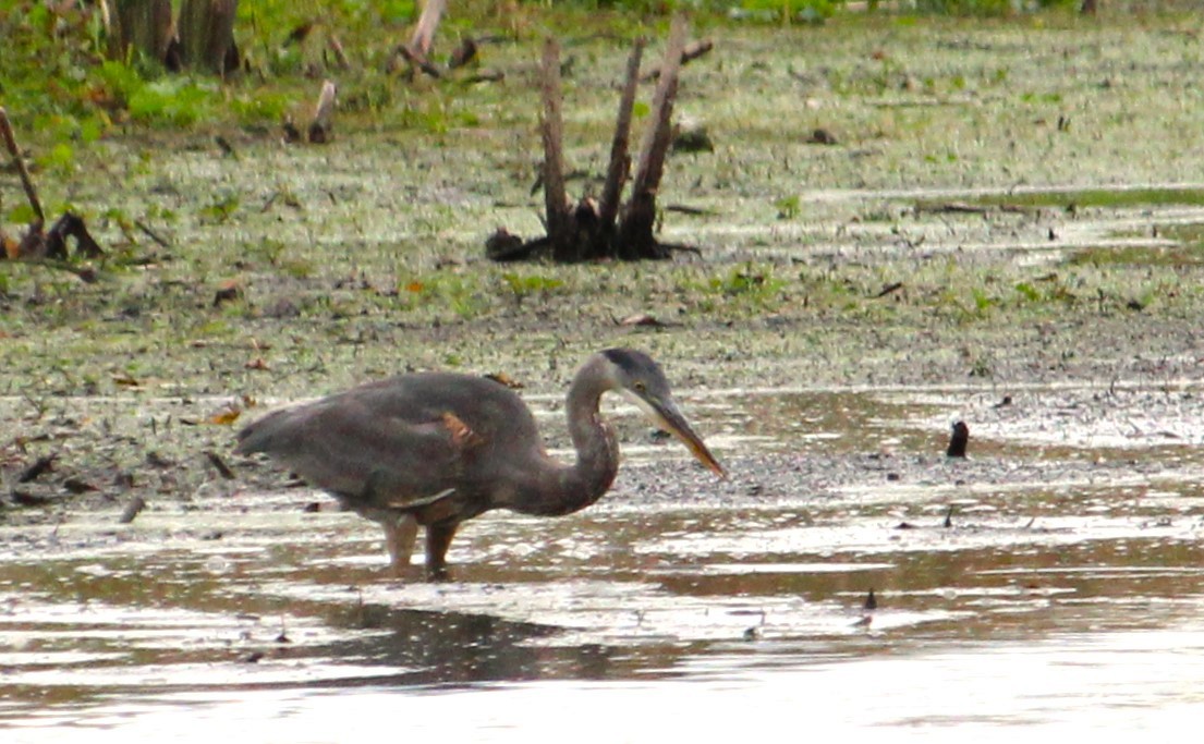 Great Blue Heron - ML643904851