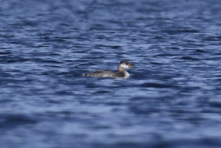 Murgil lepagorria - ML643904853