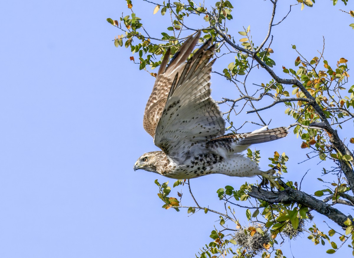 Red-tailed Hawk - ML643904855