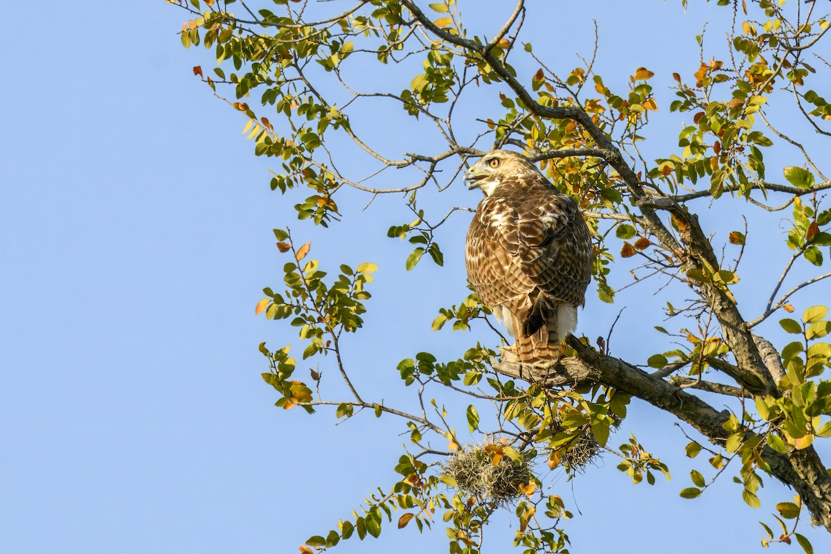 Red-tailed Hawk - ML643904856