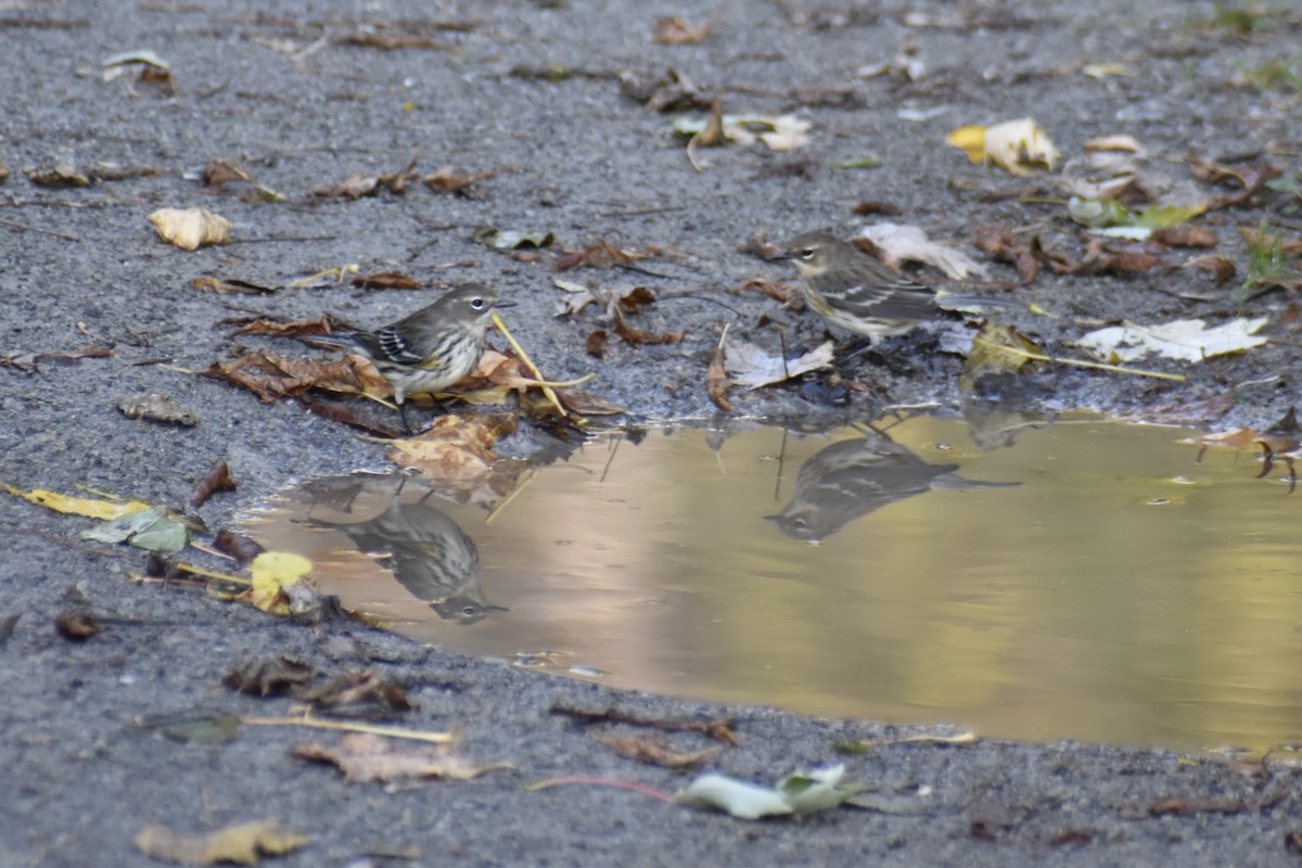 Yellow-rumped Warbler - ML643904859