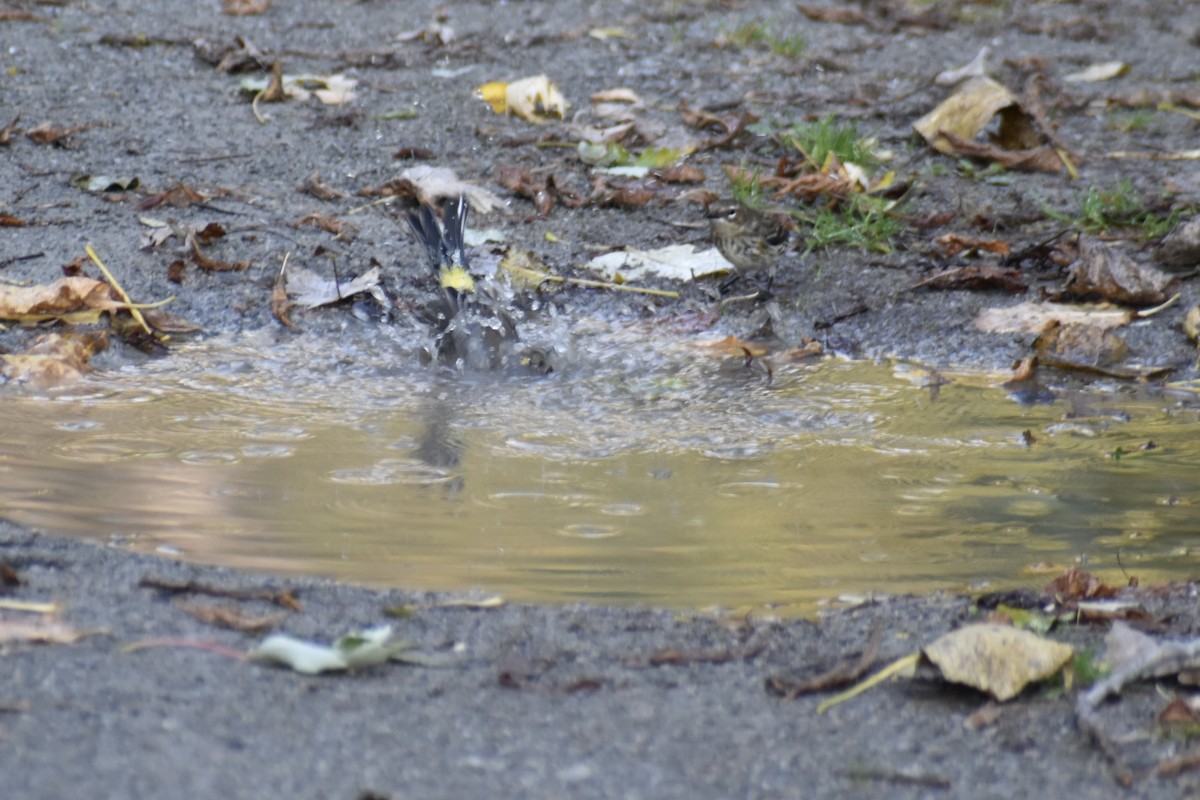 Yellow-rumped Warbler - ML643904860