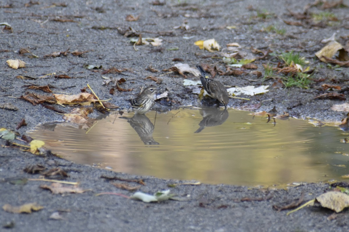 Yellow-rumped Warbler - ML643904861
