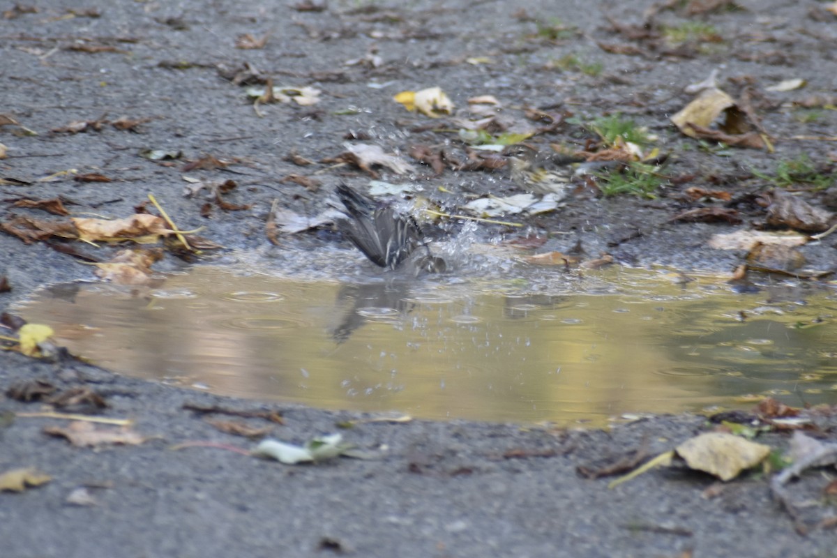 Yellow-rumped Warbler - ML643904862