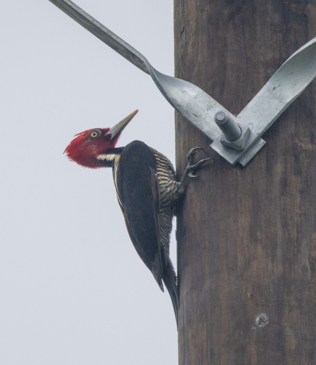 Pale-billed Woodpecker - ML643904863