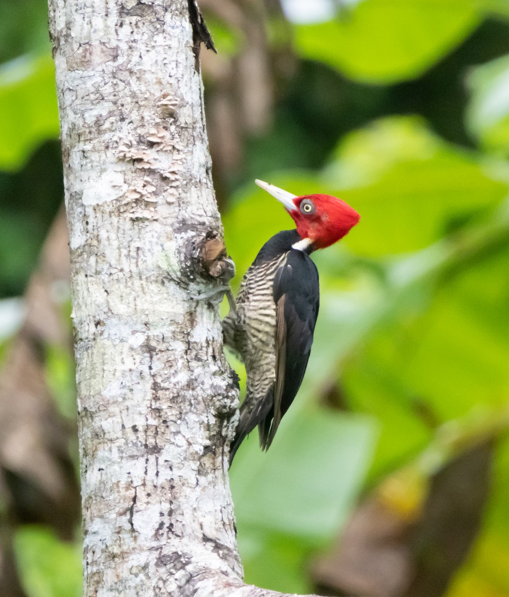 Pale-billed Woodpecker - ML643904864