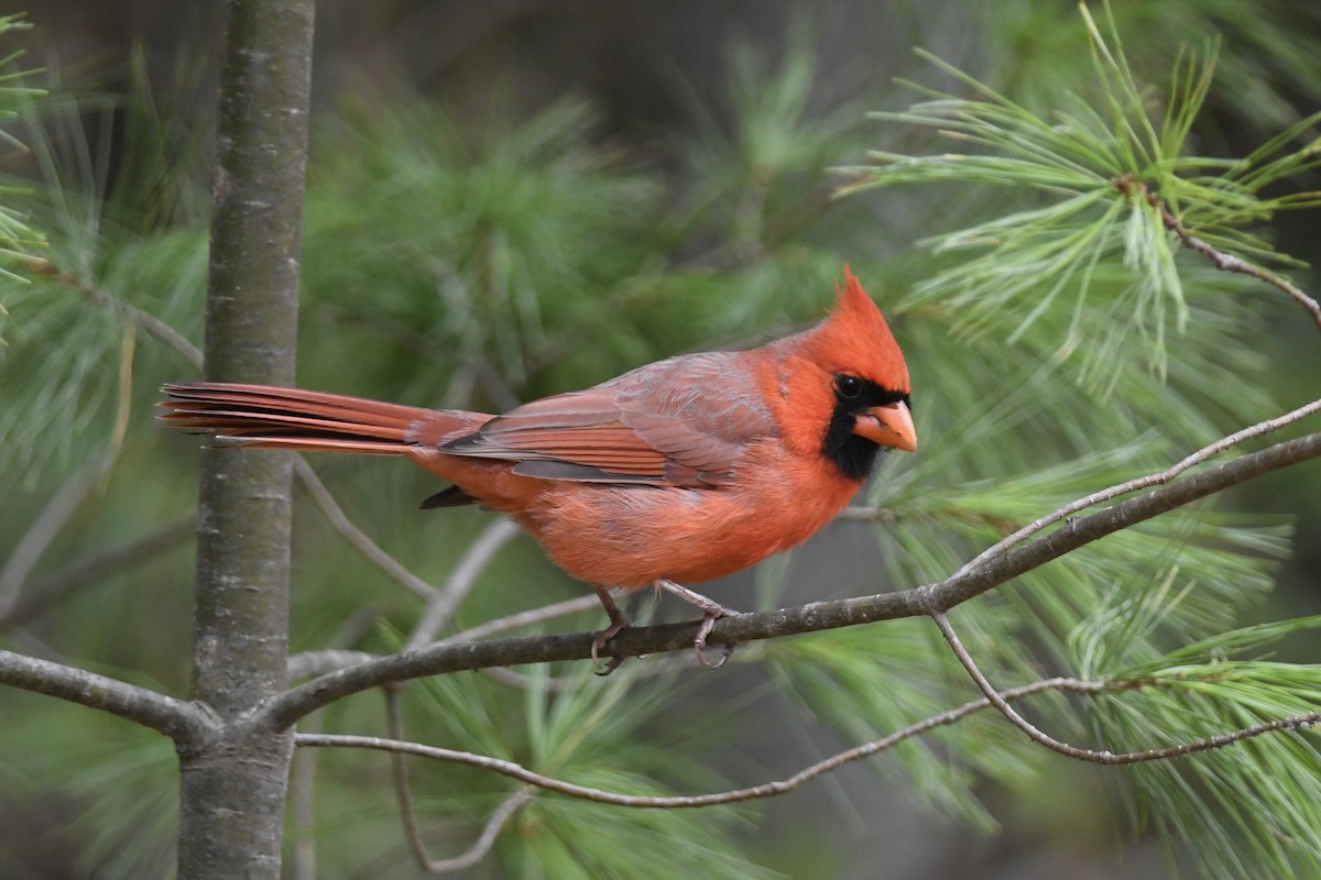 Northern Cardinal - ML643904877