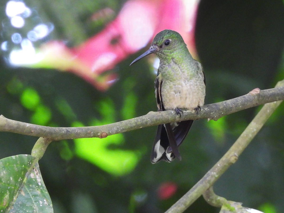 Scaly-breasted Hummingbird - ML643904884