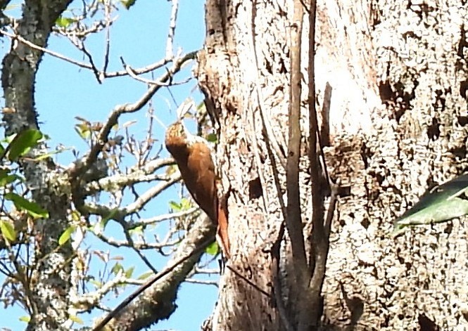 Scaled Woodcreeper - ML643904897