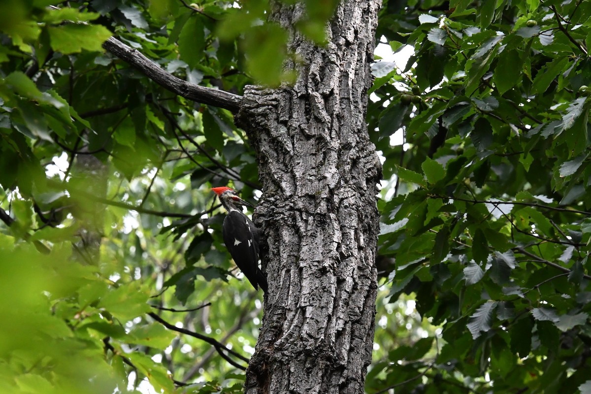 Pileated Woodpecker - ML643904904