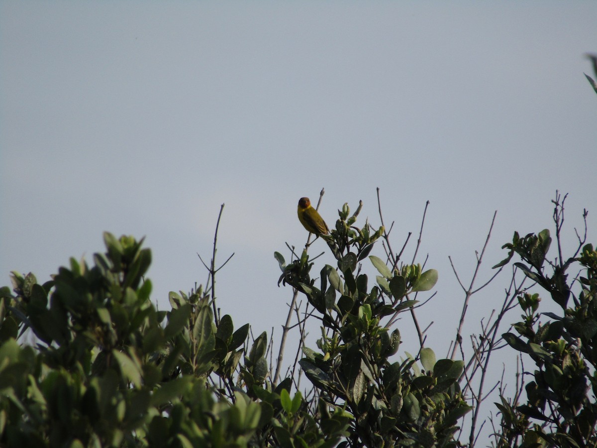 Yellow Warbler (Mangrove) - ML643904905
