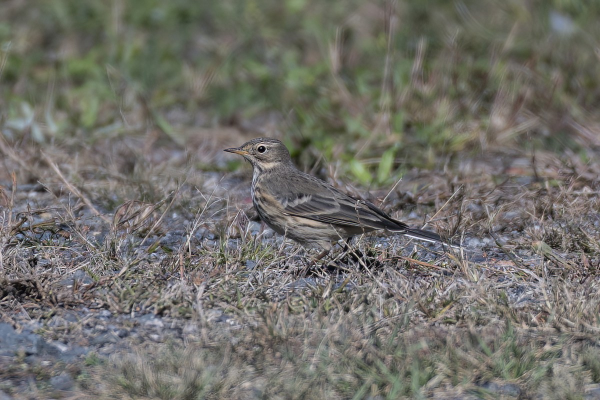 American Pipit - ML643904914