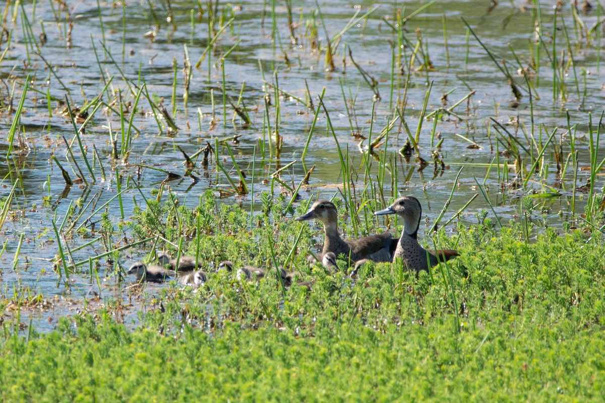 クビワコガモ - ML643904925