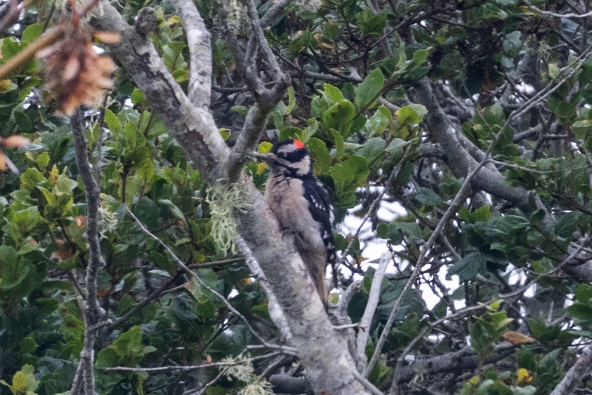 Hairy Woodpecker - ML643904929