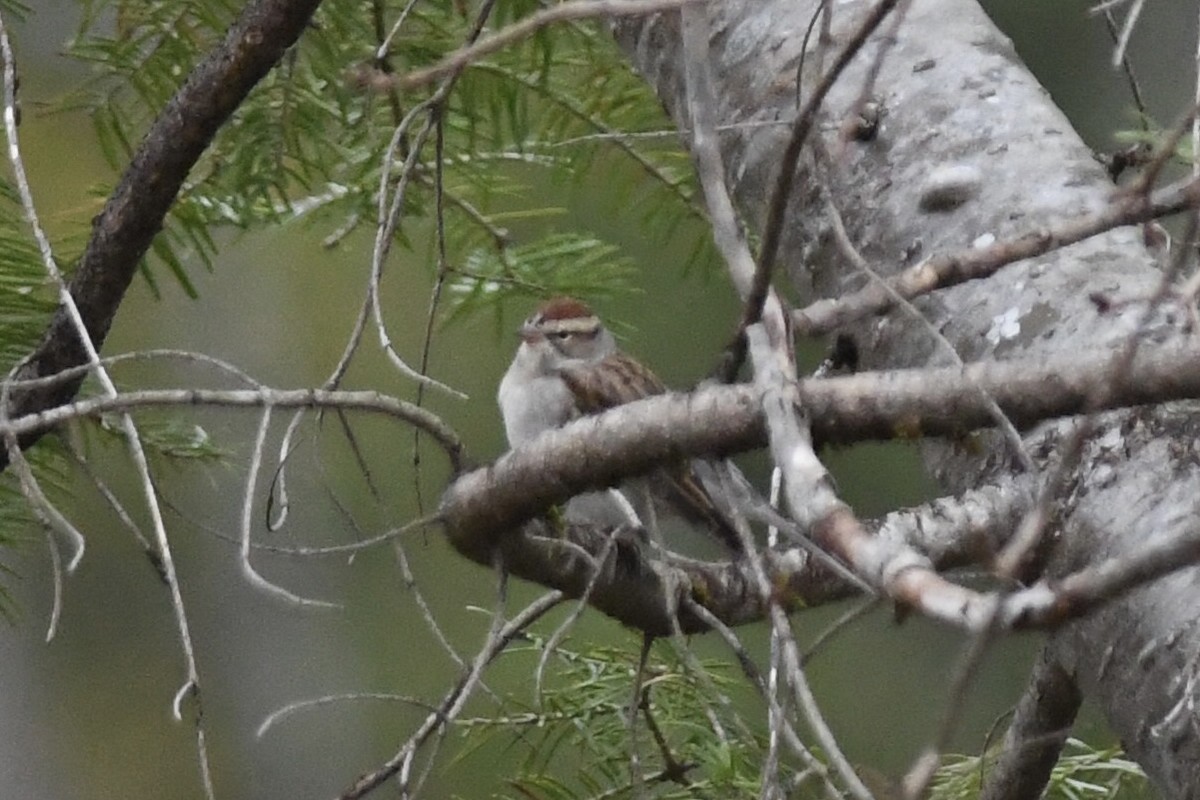 Chipping Sparrow - ML643905002