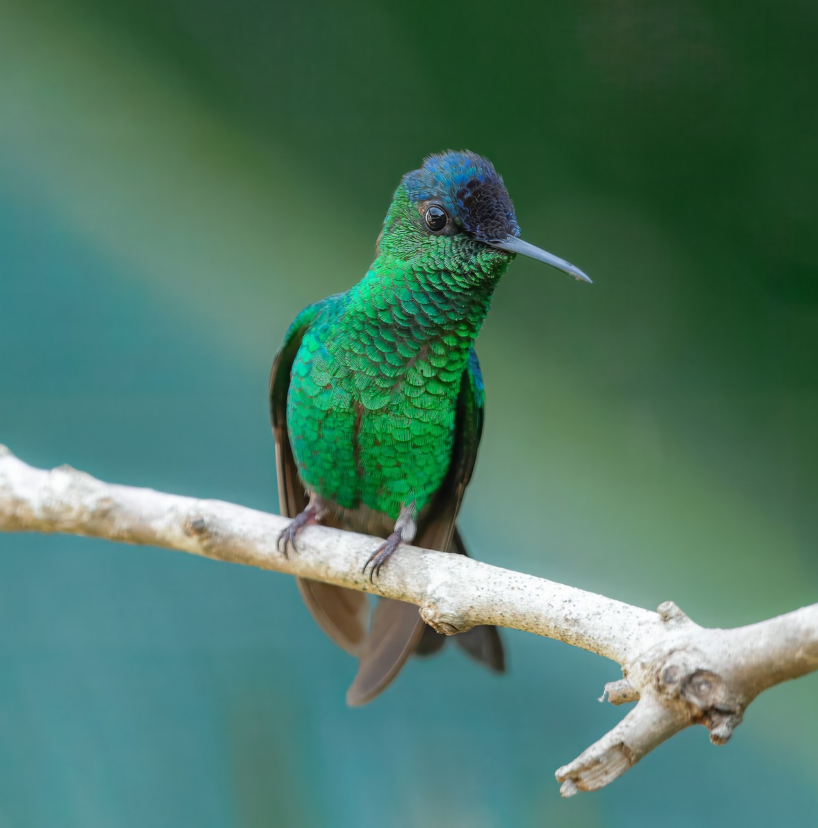 Violet-capped Woodnymph - ML643905026