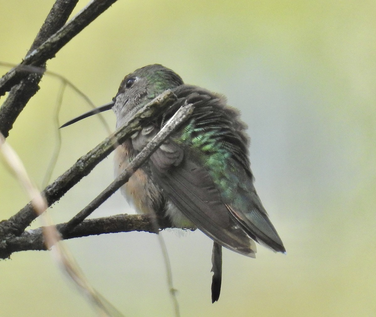 Broad-tailed Hummingbird - ML643905033