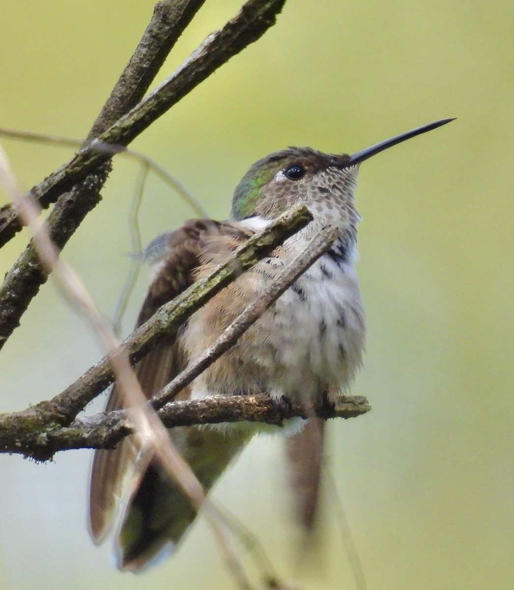 Broad-tailed Hummingbird - ML643905035