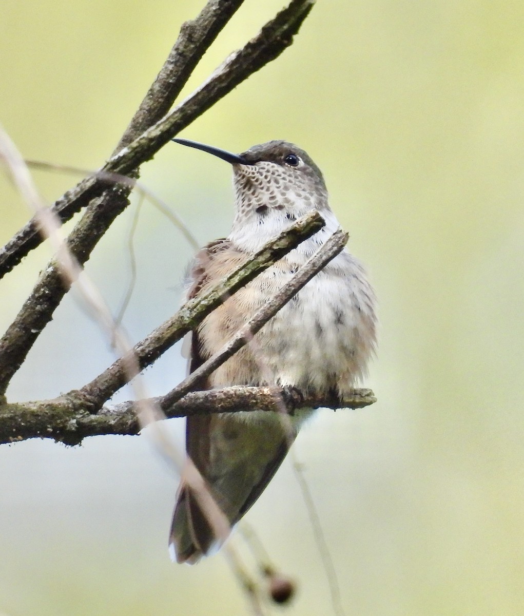 Broad-tailed Hummingbird - ML643905036