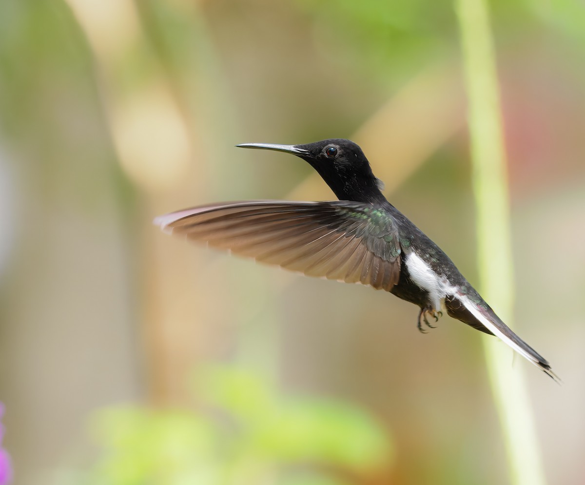 Black Jacobin - ML643905040