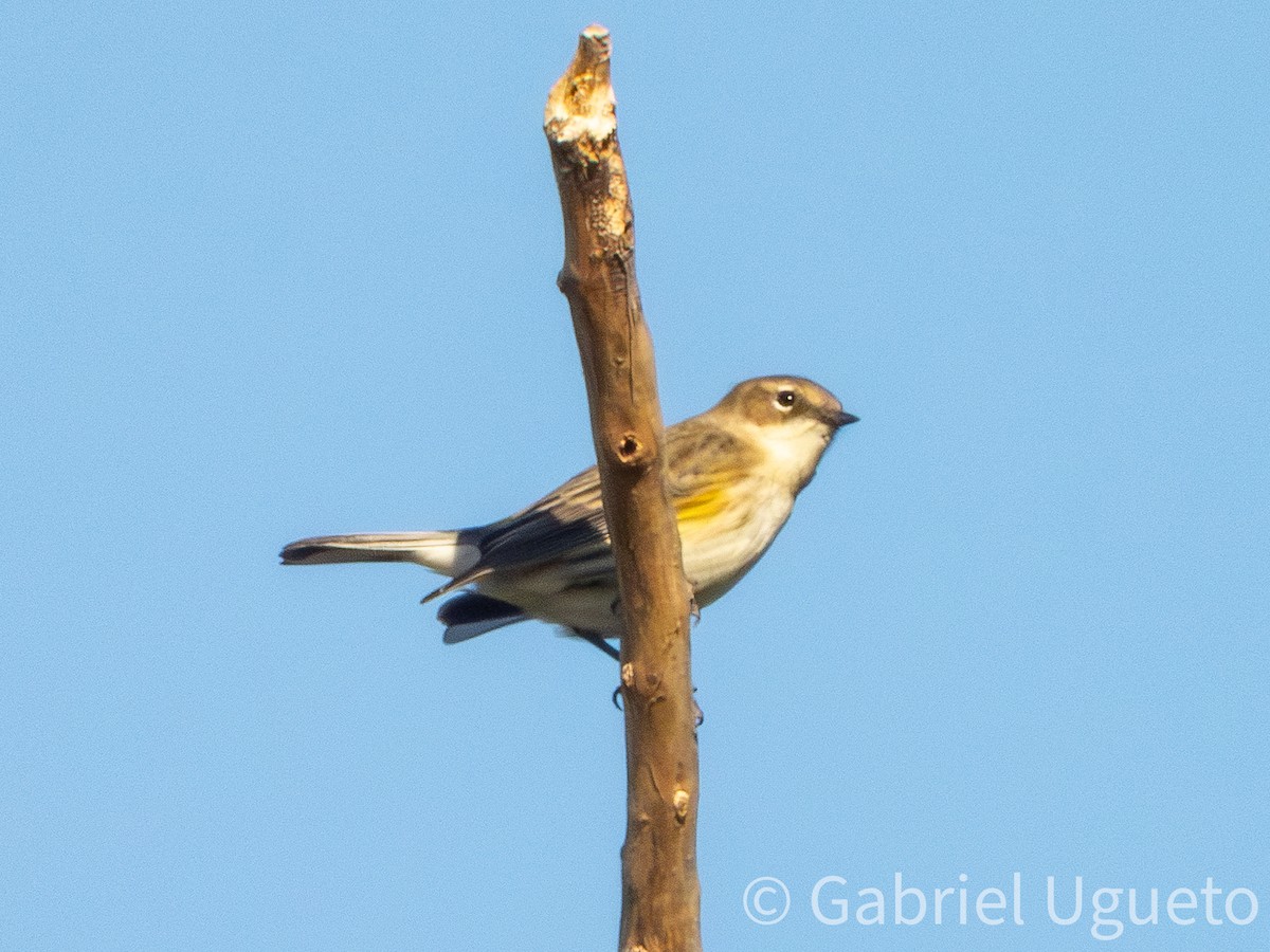 Yellow-rumped Warbler - ML643905058
