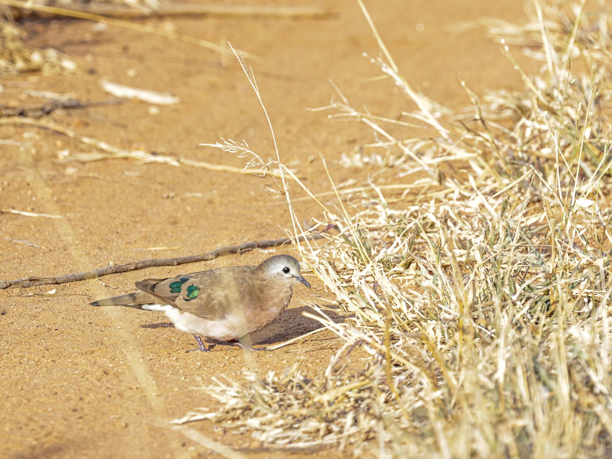 Emerald-spotted Wood-Dove - ML643905061