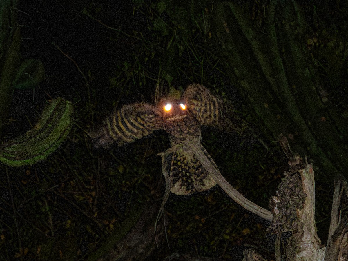 Mexican Whip-poor-will - ML643905065