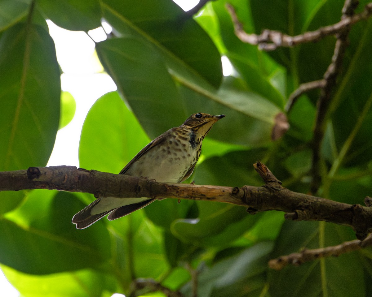 קיכלי זיתני - ML643905070