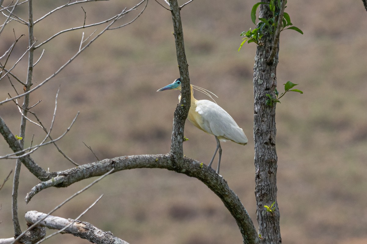 Capped Heron - ML643905086