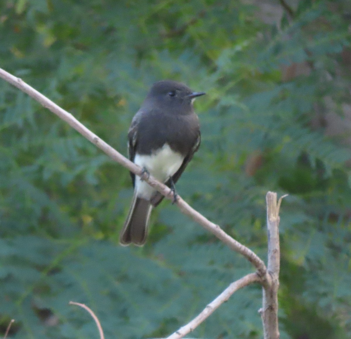 Black Phoebe - ML643905097