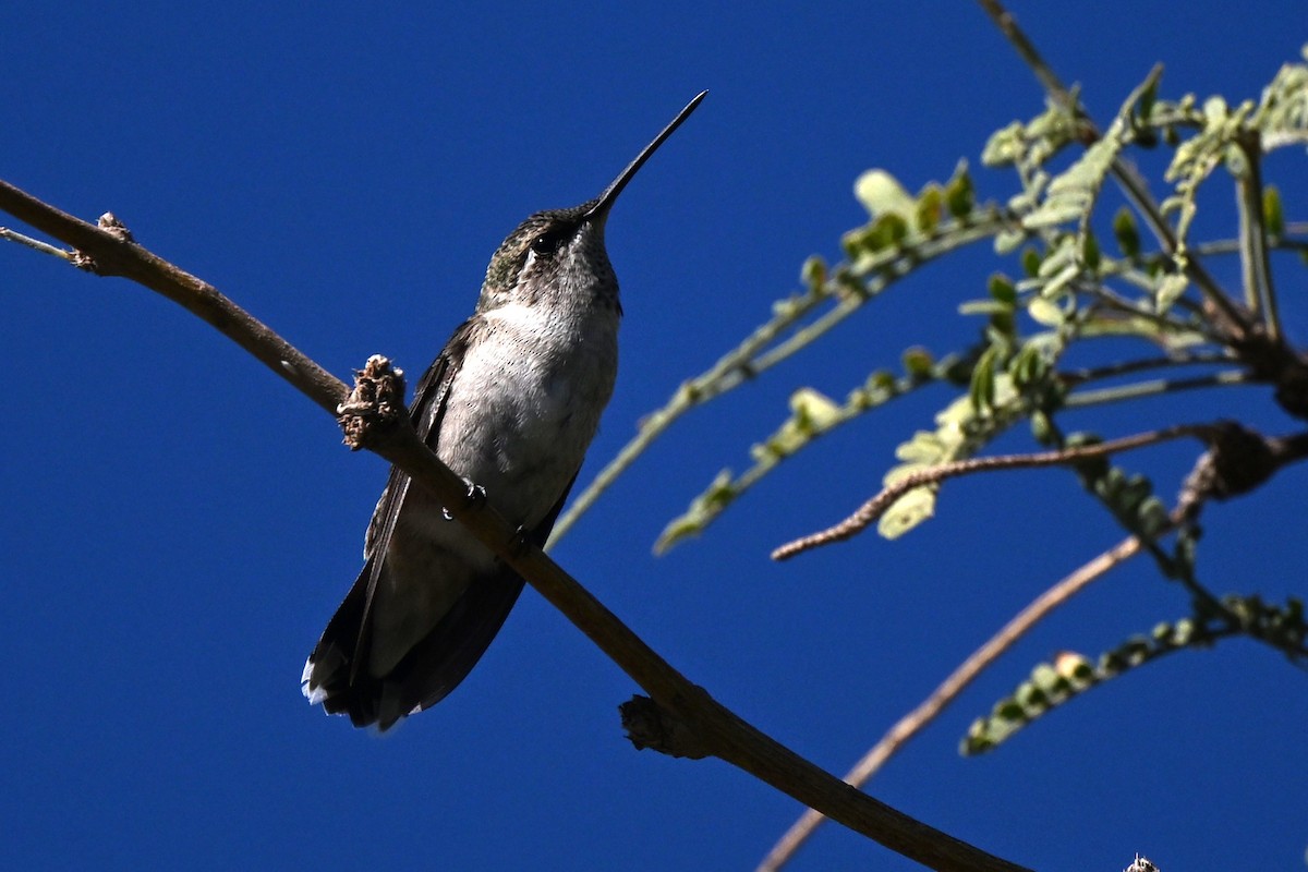 Black-chinned Hummingbird - ML643905098