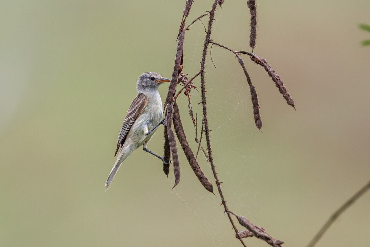 Southern Beardless-Tyrannulet - ML643905100