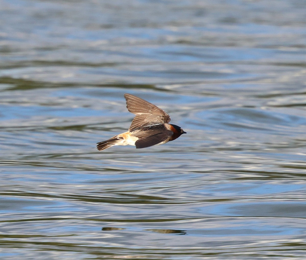 Cliff Swallow - ML643905130
