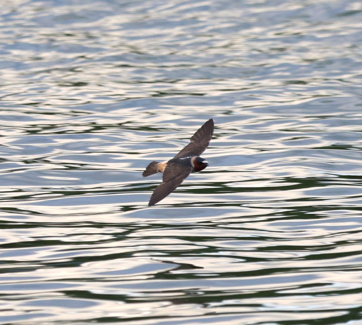 Cliff Swallow - ML643905131