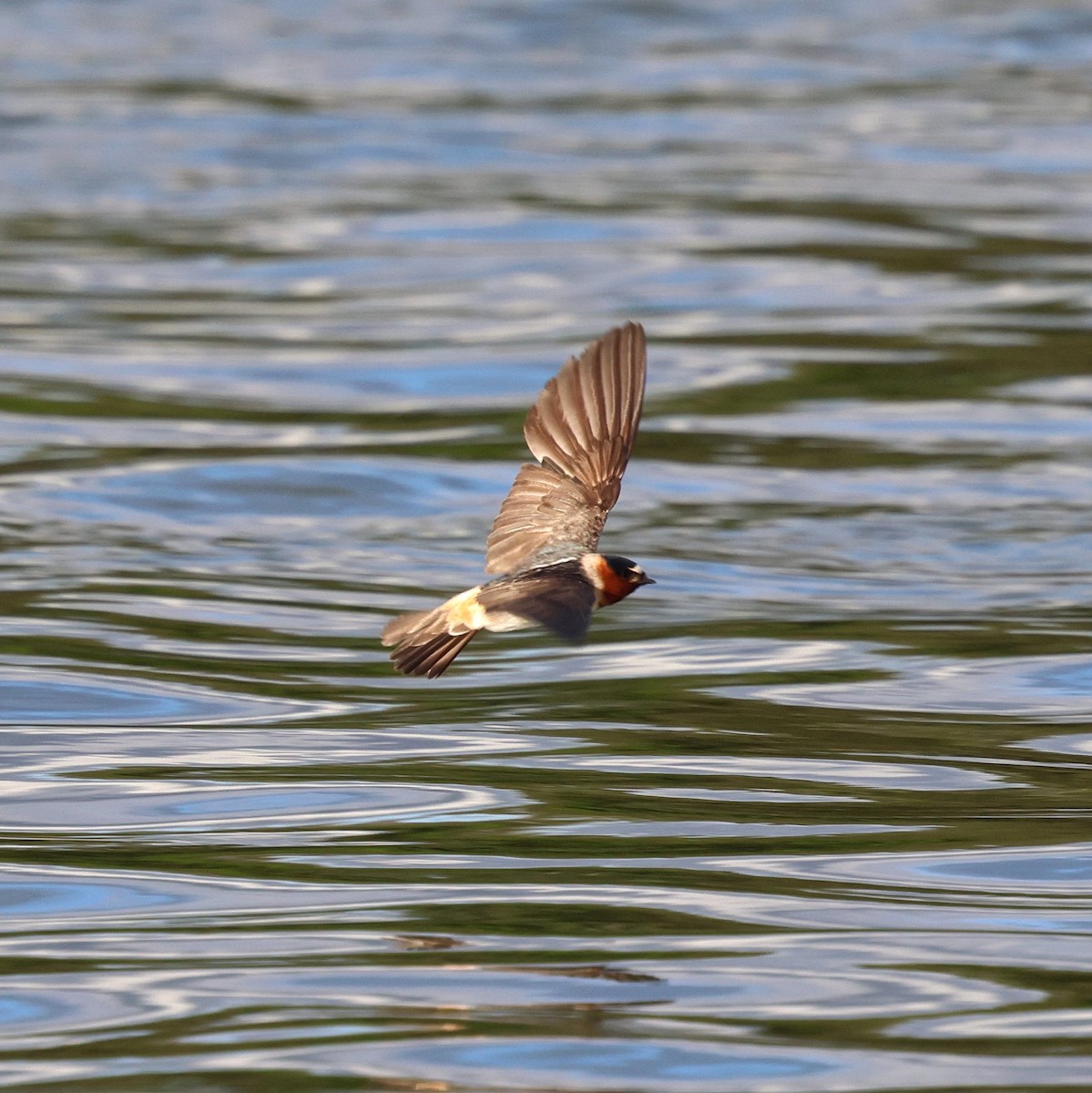 Cliff Swallow - ML643905132