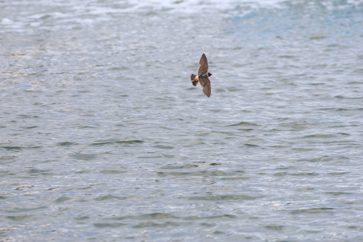 Cliff Swallow - ML643905133
