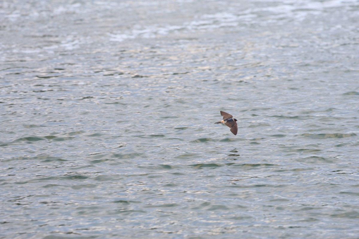 Cliff Swallow - ML643905134