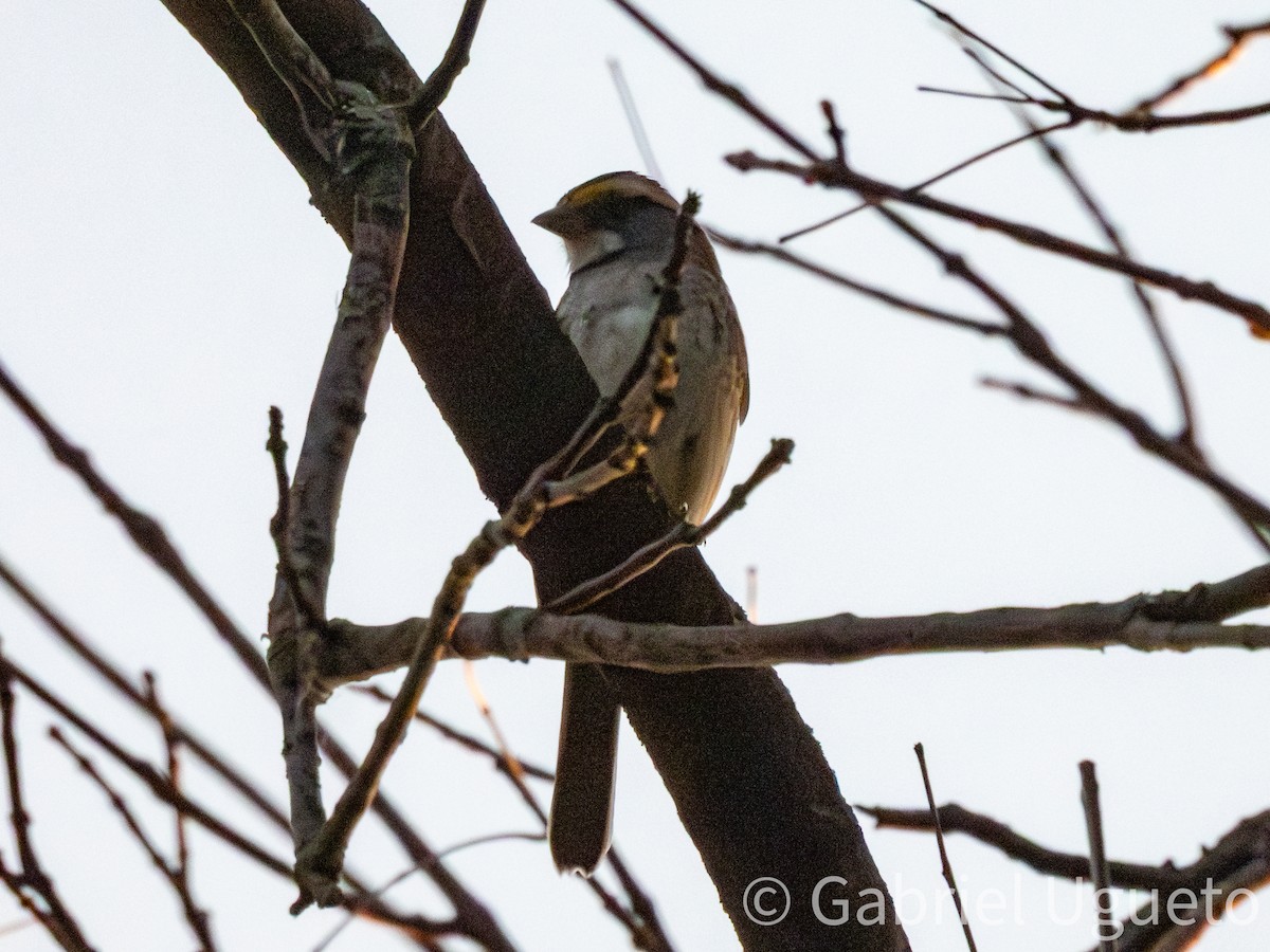 White-throated Sparrow - ML643905137