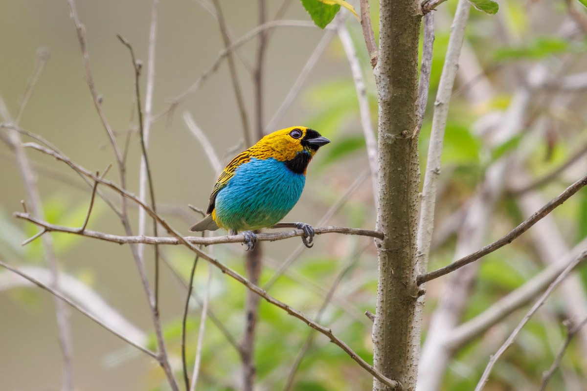 gullsnittanagar - ML643905138