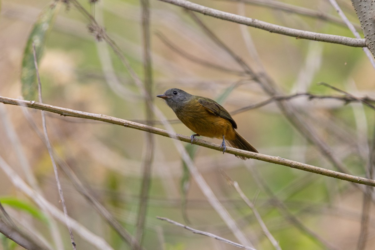 Gray-hooded Flycatcher - ML643905142