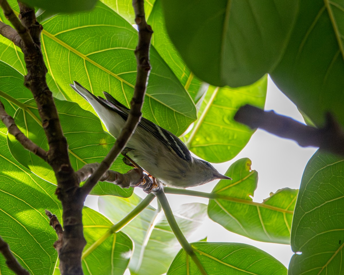 סבכון פסים - ML643905144