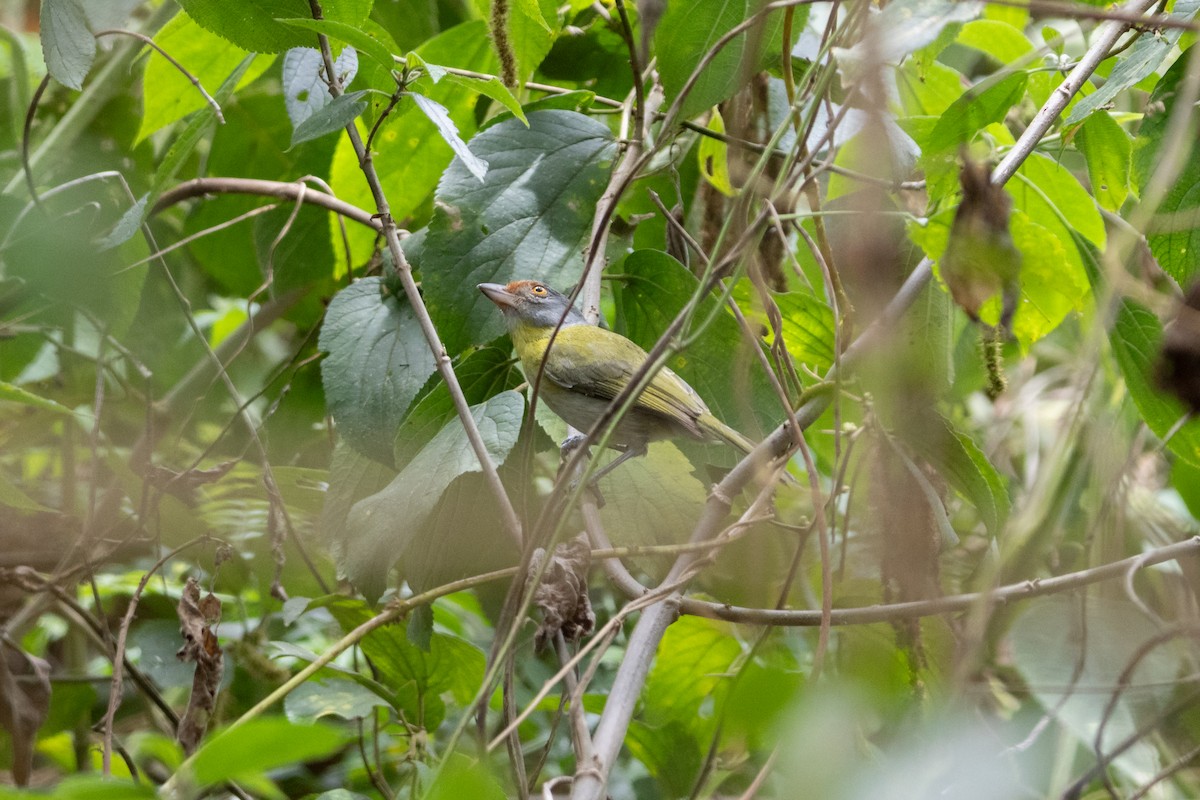 Rufous-browed Peppershrike - ML643905147