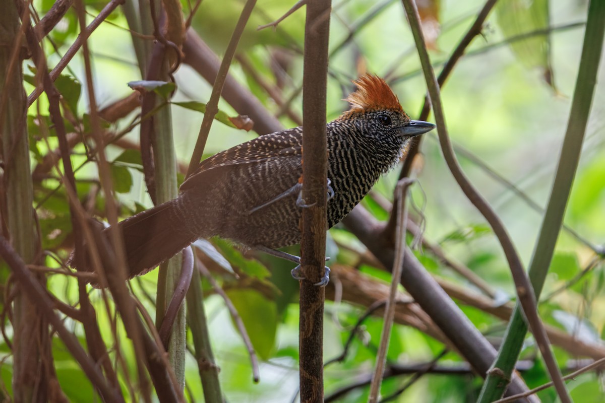 Tufted Antshrike - ML643905154