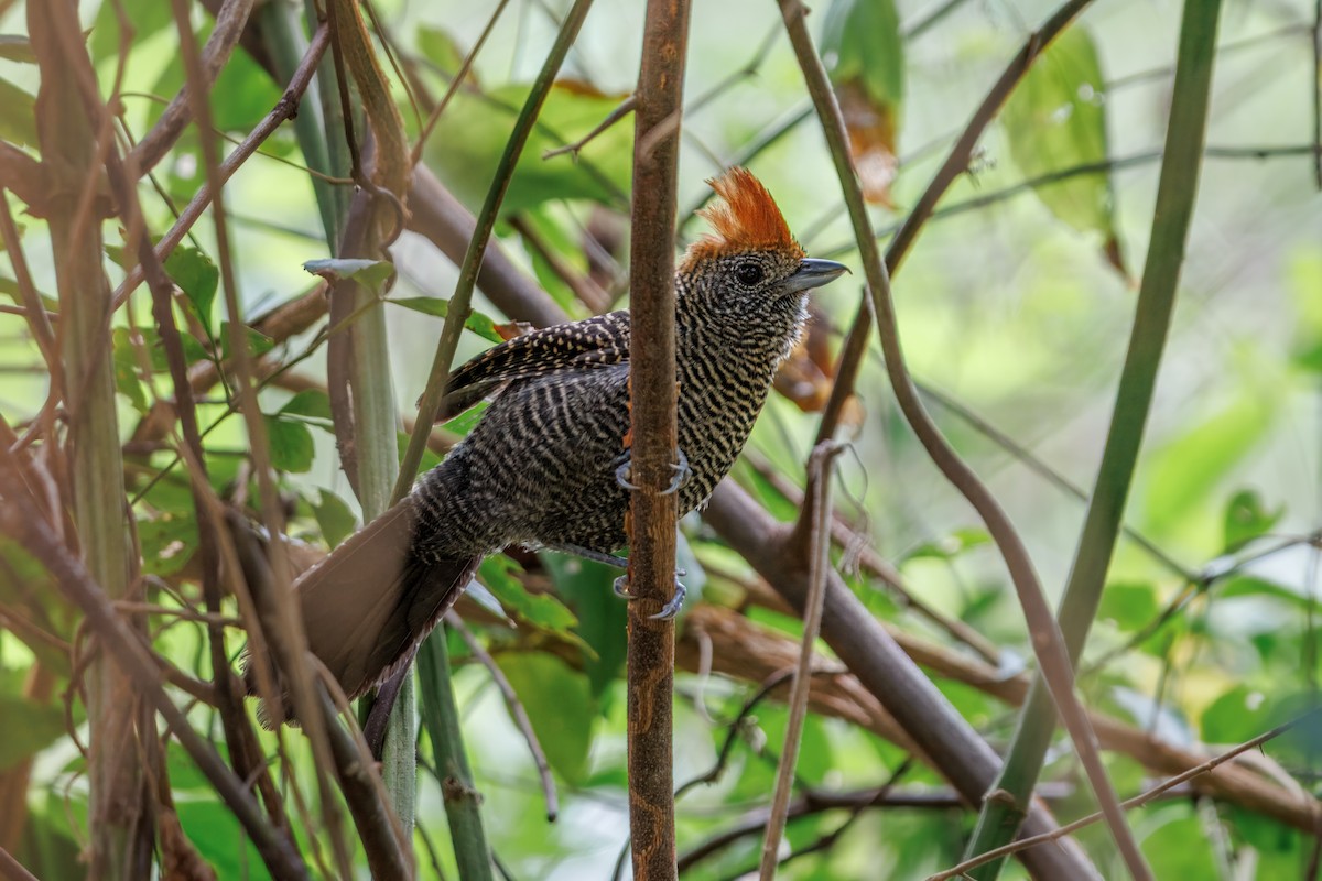Tufted Antshrike - ML643905155