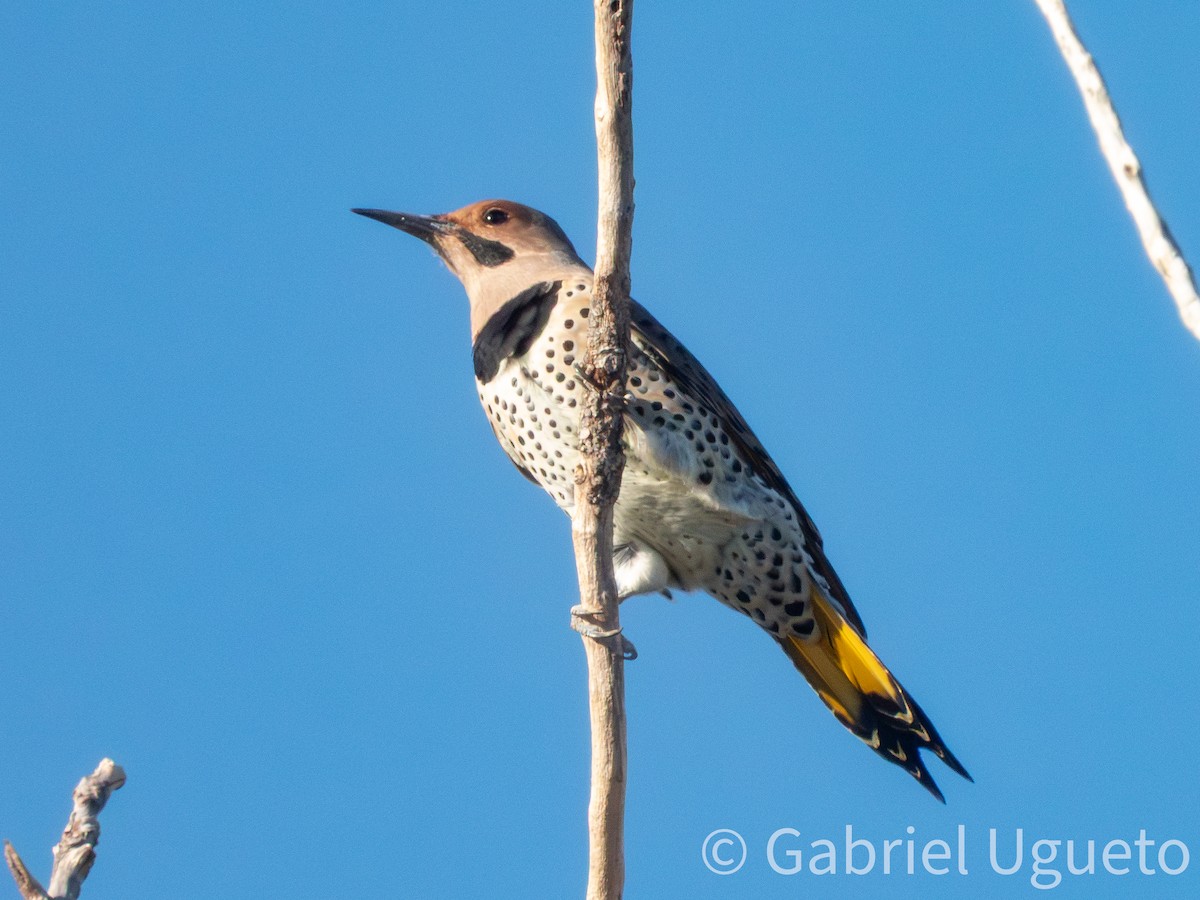 Northern Flicker - ML643905157