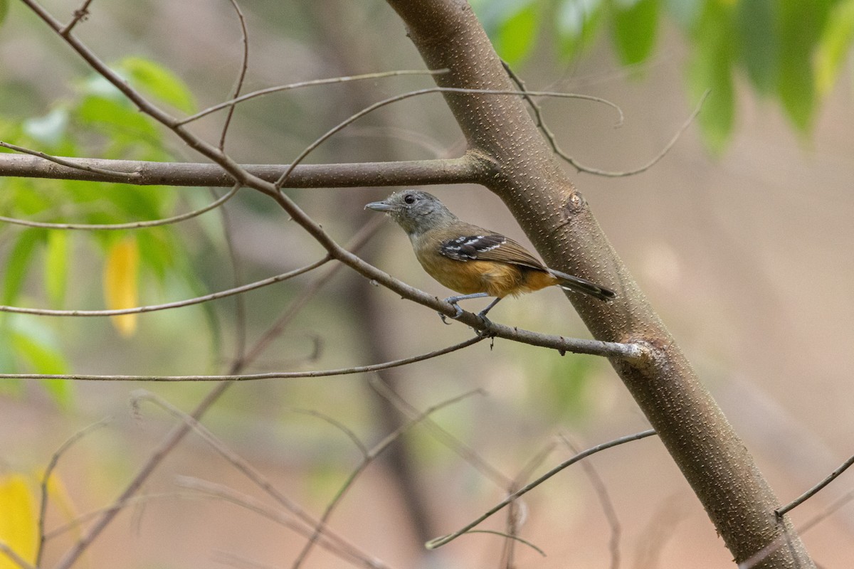 Variable Antshrike - ML643905175