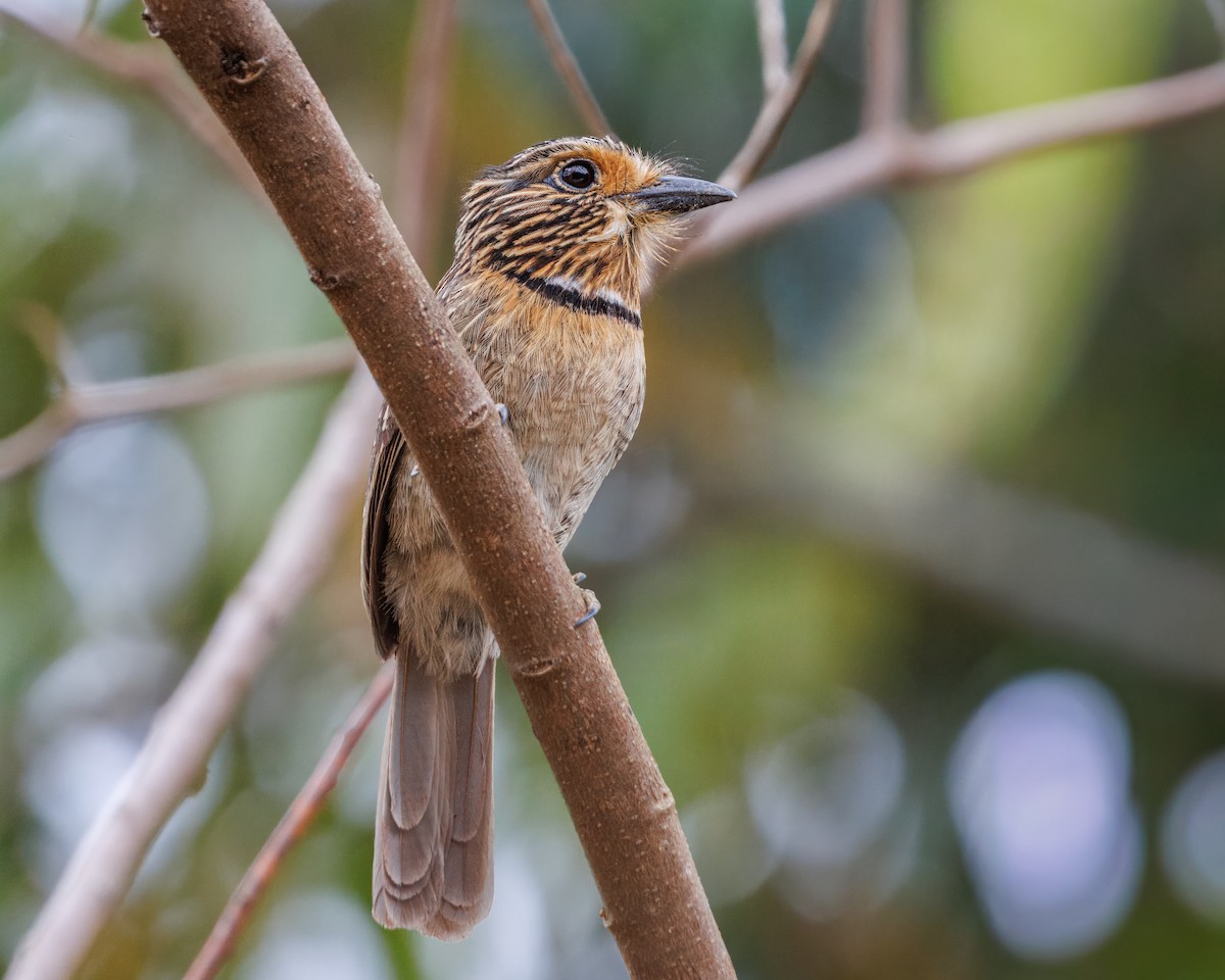 Crescent-chested Puffbird - ML643905183