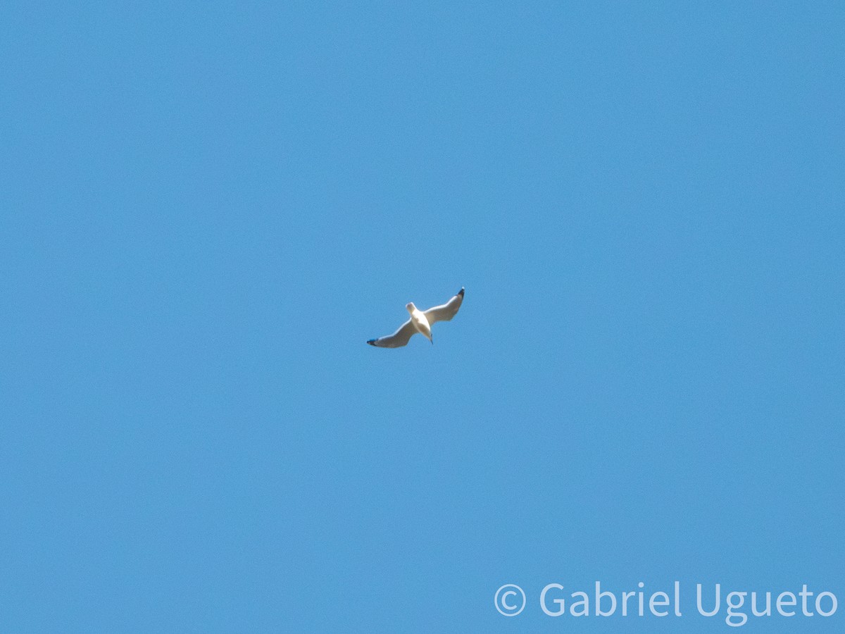 Franklin's Gull - ML643905193